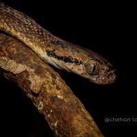 Boiga ceylonensis Gunther, 1858